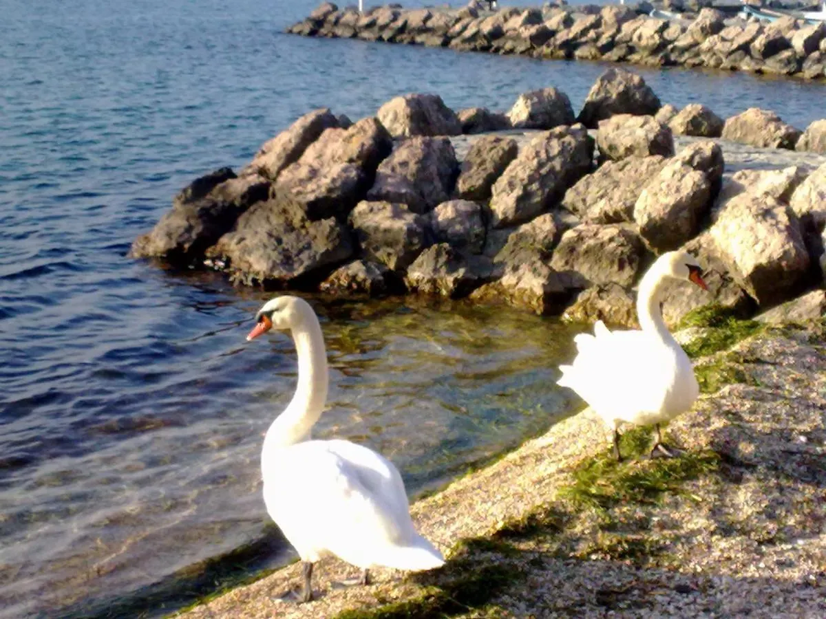 Apartment Residenza Al Sogno - On Lake Garda Cavaion Veronese