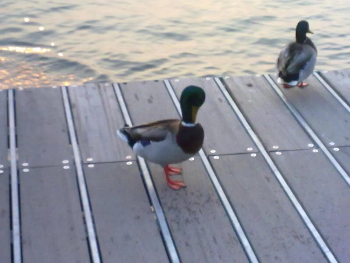 Apartment Residenza Al Sogno - On Lake Garda Cavaion Veronese
